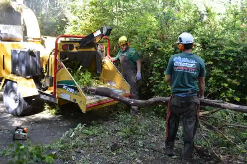 tree services Moraga